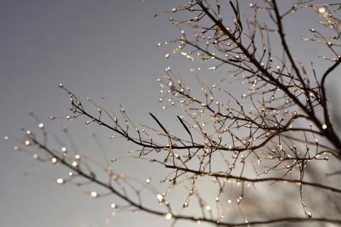 Water dripping from a bare branch.
