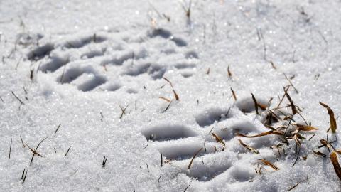 bootprint in snow