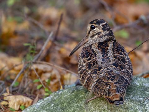 Woodcock