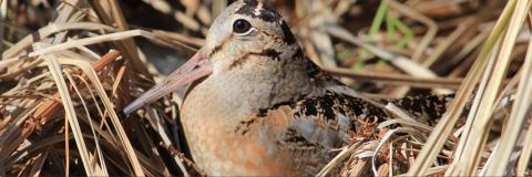 Woodcock walkabout picture