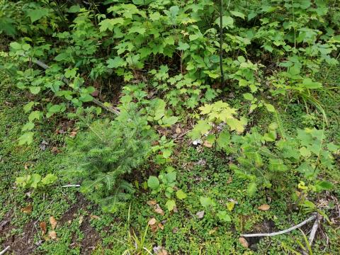 Balsam Fir and Sugar Maple Seedlings Regenerating in a Patch Cut