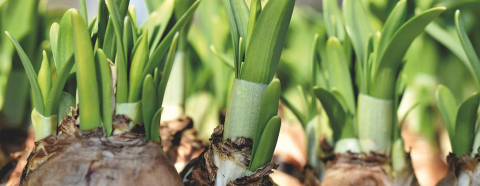 Spring bulbs