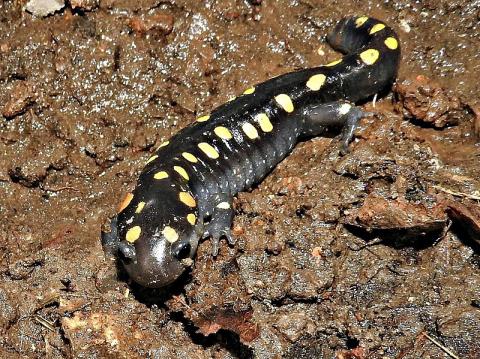 Spotted Salamander