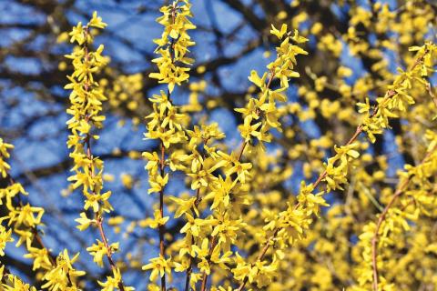 Forsythia 