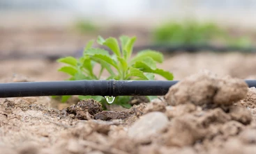 irrigation