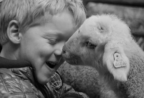 lamb