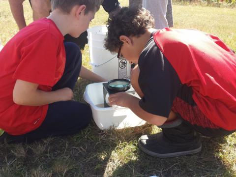 students looking for insects in water