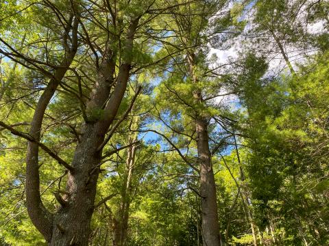 White pine overstory