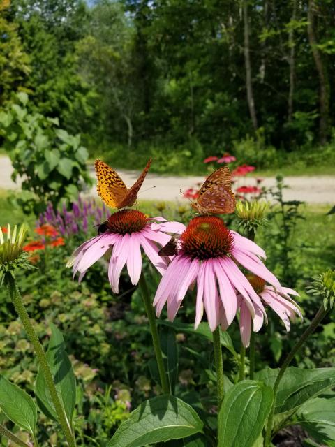 Spangled fritilary butterflies sit on flowers