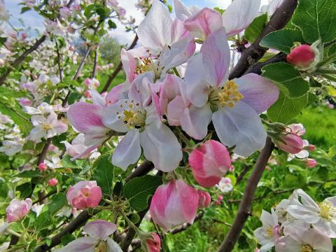 apple orchard blooms