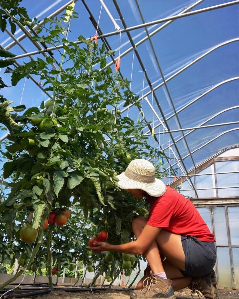 Researcher next to tomato plants