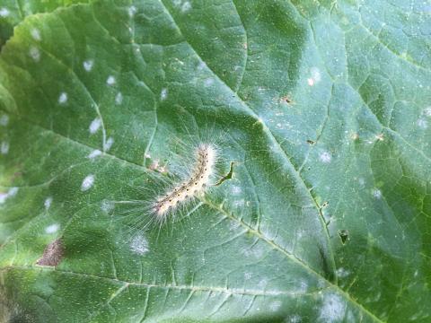 Caterpillar and powdery mildew on a pumpkin leaf
