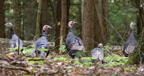 wild turkey