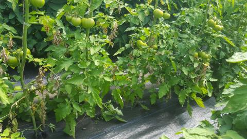 Tomato Plants