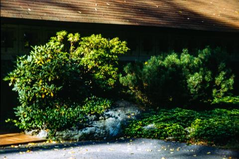 Overgrown shrubs on rock