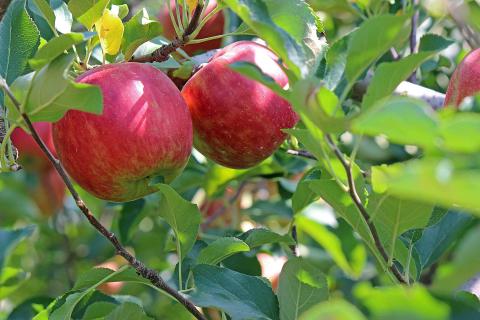 apple tree