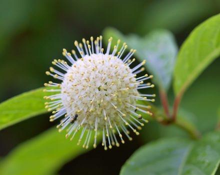 Buttonbush flower