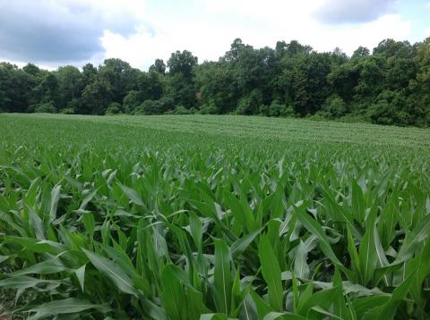 corn field