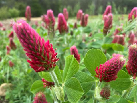 Crimson Clover