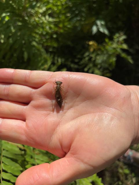 dragon fly larvae
