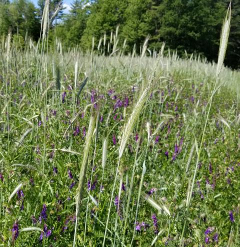 Hairy vetch with rye