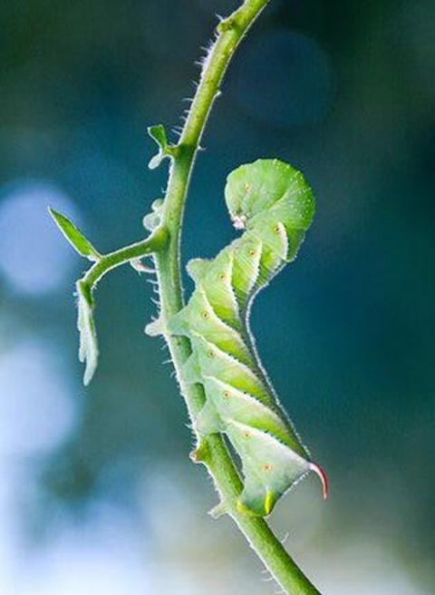 hornworm crawling on a stem. Background is blurred 