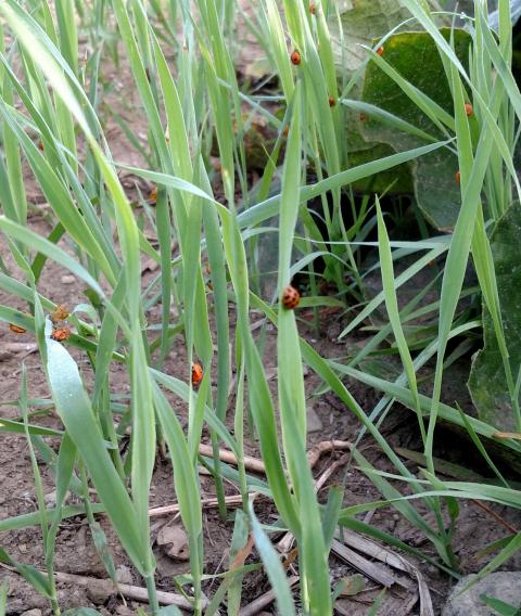 Ladybugs on Oats