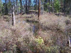 marsh shrub habitat