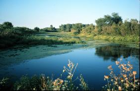 Marsh Habitat