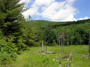 Mitchell Pond - marsh