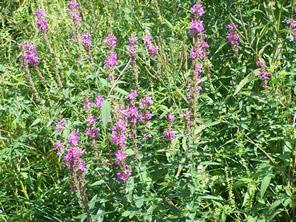 Purple Loosestrife