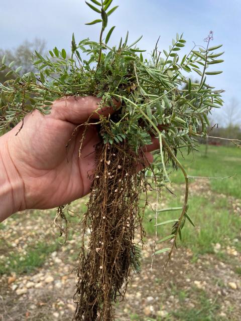 Vetch Nodules 2