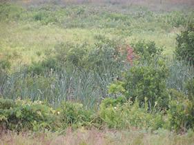 Wet Meadow