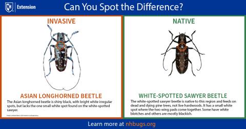 comparison chart of native and invasive insects