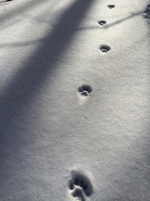 Bobcat tracks