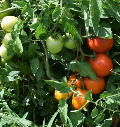 Tomato plants growing
