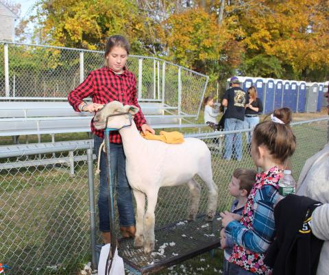 Girl Brushes white sheep 