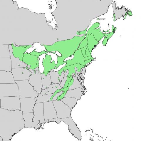 Yellow Birch Range Map