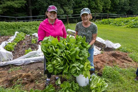 Gardeners holding lettuce