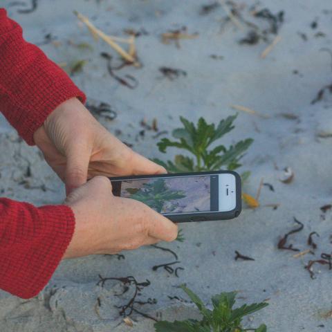 BioBlitz Using iNaturalist