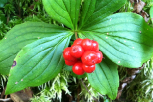red berries on a forest plant