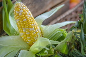 corn