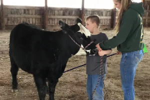 4-H youth with steer