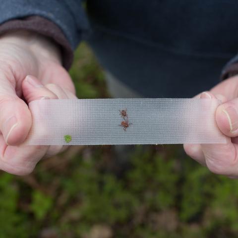 BioBlitz Tick Prevention