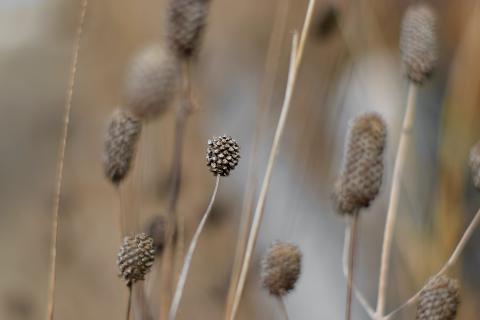 stalks in winter