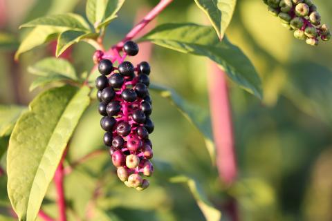 pokeweed berries