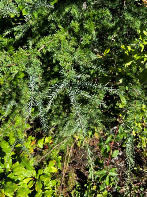 Two kinds of Tamarack needles