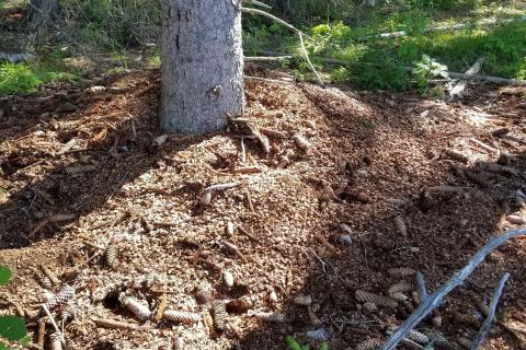 Midden pile left by red squirrels