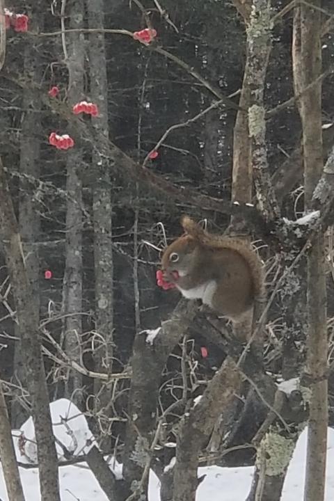 Red Squirrel Feeding on Highbush Cranberry