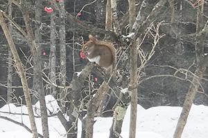 Squirrel in shrub eating 